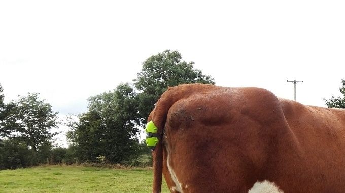 Ikke en af vores køer :-)

Det er Hereford-koen Millbawn Polly, Irlands ældste stamtavleko. Hun var 18 1/2 år gammel da hun fik en kalv ved hjælp af Moocall.
