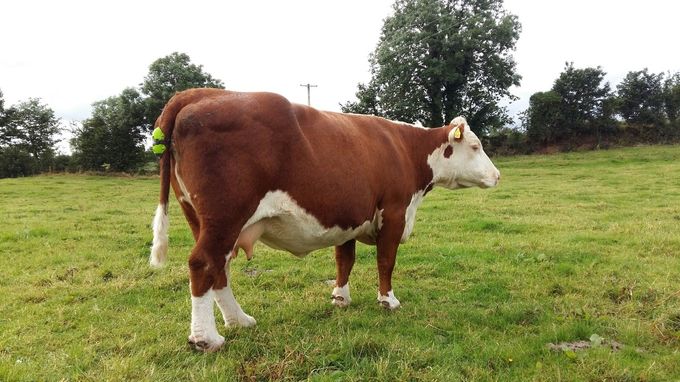 Ikke en af vores køer :-)

Det er Hereford-koen Millbawn Polly, Irlands ældste stamtavleko. Hun var 18 1/2 år gammel da hun fik en kalv ved hjælp af Moocall.
