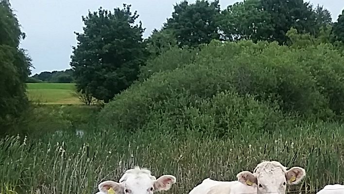 Køerne nyder livet i den grønne natur